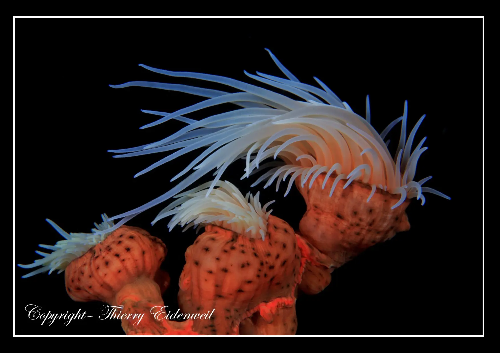 Anilao Macro Dive Media Highlight